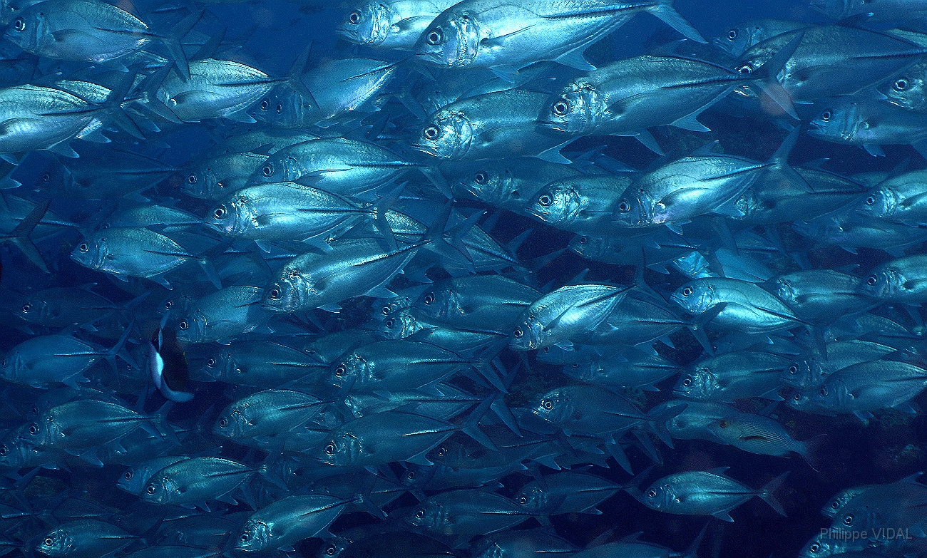 Raja Ampat 2016 - Caranx sexfasciatus - Bigeye trevally - Carangues Voraces - IMG_5710_rc.jpg